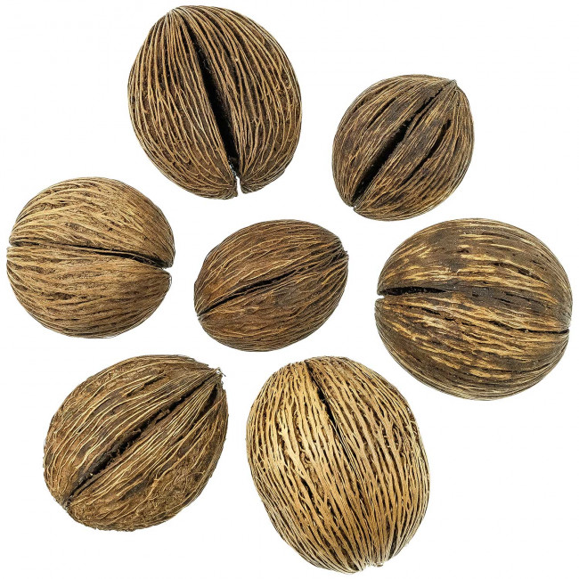 Mintolla - 8 à 11 cm - Lot de 5