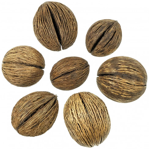 Mintolla - 8 à 11 cm - Lot de 5