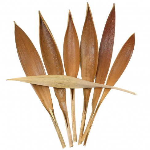 Petites feuilles de cocotier - 100 grammes