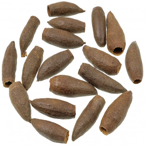 Graines de jequitiba - 5 à 7 cm - Lot de 10