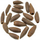 Graines de jequitiba - 5 à 7 cm - Lot de 10