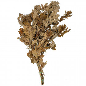 Feuillage de chêne brun stabilisé - 60 à 70 cm