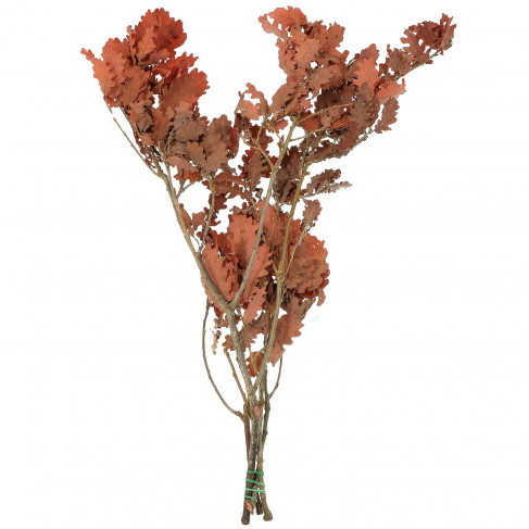 Feuillage stabilisé de chêne rouge - 60 à 70 cm
