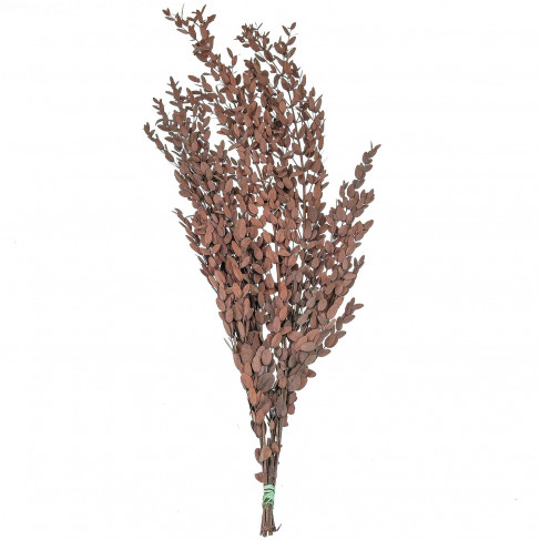 Feuillage d'eucalyptus parvifolia rouge stabilisé - 65 cm