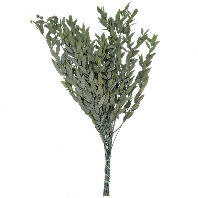 Feuillage d'eucalyptus parvifolia vert stabilisé - 65 cm