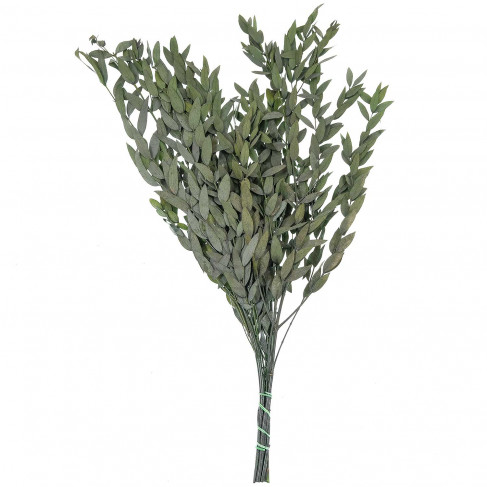 Feuillage d'eucalyptus parvifolia vert stabilisé - 65 cm