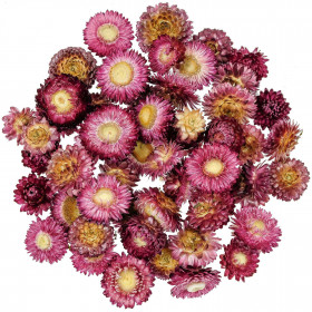 Têtes d'hélichrysum rouge foncé (immortelles) - 50 grammes