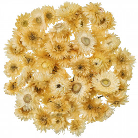 Têtes d'hélichrysum blanc (immortelles) - 50 grammes