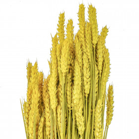 Bouquet séché de blé triticum jaune - 70 cm