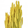 Bouquet séché de blé triticum jaune - 70 cm