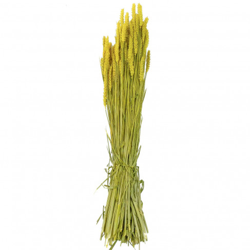 Bouquet séché de blé triticum jaune - 70 cm