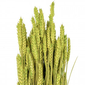 Bouquet séché de blé triticum vert clair - 70 cm