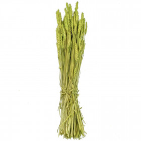 Bouquet séché de blé triticum vert clair - 70 cm