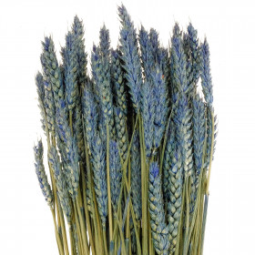 Bouquet séché de blé triticum bleu - 70 cm