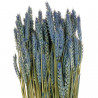 Bouquet séché de blé triticum bleu - 70 cm