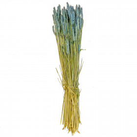 Bouquet séché de blé triticum bleu - 70 cm