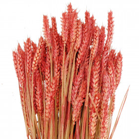 Bouquet séché de blé triticum bordeaux - 70 cm