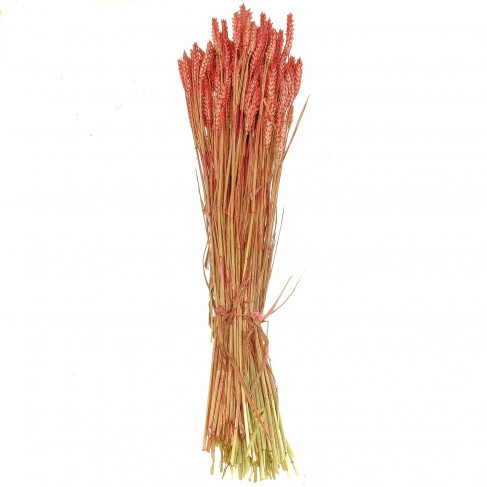 Bouquet séché de blé triticum bordeaux - 70 cm