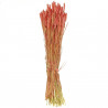 Bouquet séché de blé triticum bordeaux - 70 cm