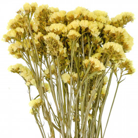 Bouquet de fleurs séchées statice sinuata jaune - 45 cm