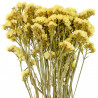 Bouquet de fleurs séchées statice sinuata jaune - 45 cm