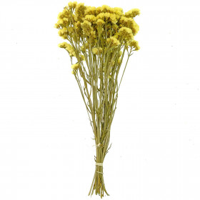 Bouquet de fleurs séchées statice sinuata jaune - 45 cm