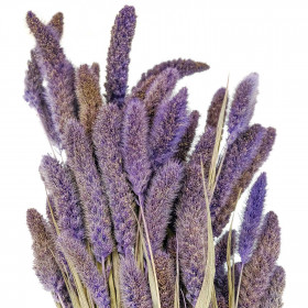 Bouquet séché setaria lavande - 65 cm
