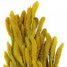 Bouquet séché sétaria jaune - 65 cm