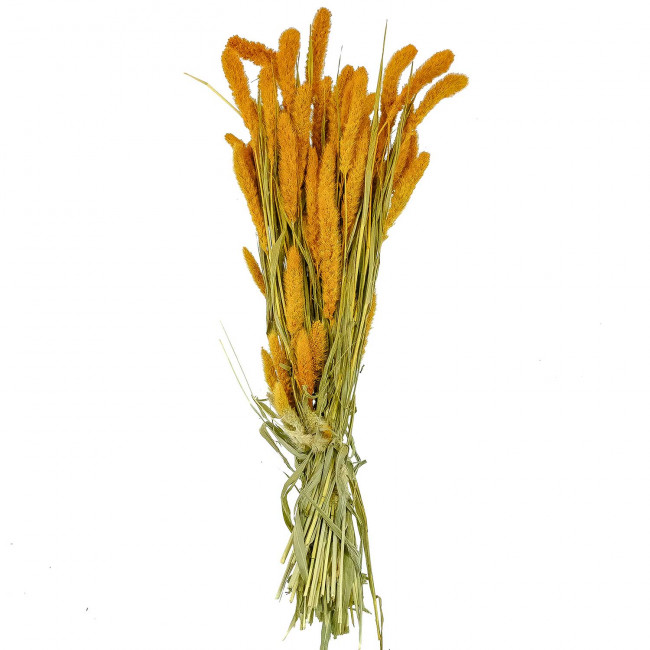 Bouquet séché sétaria orange - 65 cm