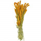 Bouquet séché sétaria orange - 65 cm