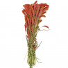 Bouquet séché sétaria rose - 65 cm