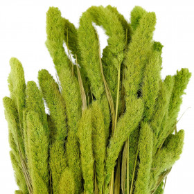 Bouquet séché sétaria vert - 65 cm