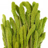 Bouquet séché sétaria vert - 65 cm