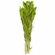 Bouquet séché sétaria vert - 65 cm