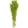 Bouquet séché sétaria vert - 65 cm