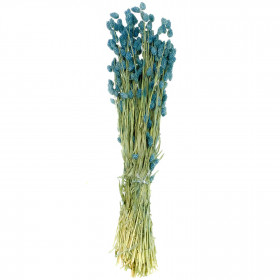 Bouquet fleurs séchées phalaris bleu - 70 cm