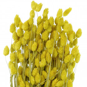 Bouquet fleurs séchées phalaris jaune - 70 cm