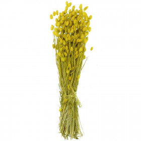 Bouquet fleurs séchées phalaris jaune - 70 cm