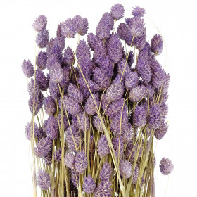 Bouquet fleurs séchées phalaris lavande - 70 cm