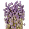 Bouquet fleurs séchées phalaris lavande - 70 cm