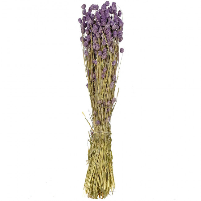 Bouquet fleurs séchées phalaris lavande - 70 cm