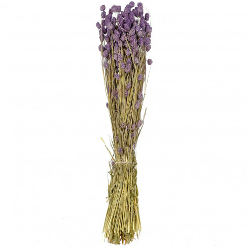 Bouquet fleurs séchées phalaris lavande - 70 cm