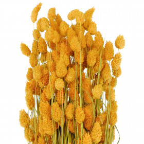 Bouquet fleurs séchées phalaris orange - 70 cm