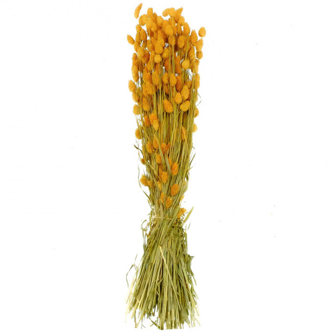Bouquet fleurs séchées phalaris orange - 70 cm
