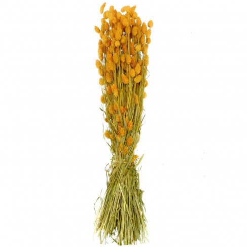 Bouquet fleurs séchées phalaris orange - 70 cm