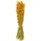 Bouquet fleurs séchées phalaris orange - 70 cm