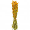 Bouquet fleurs séchées phalaris orange - 70 cm