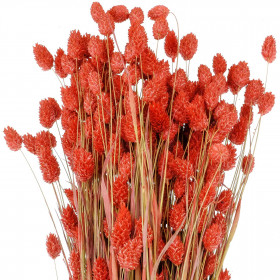 Bouquet fleurs séchées phalaris rouge - 70 cm