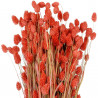 Bouquet fleurs séchées phalaris rouge - 70 cm