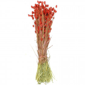 Bouquet fleurs séchées phalaris rouge - 70 cm